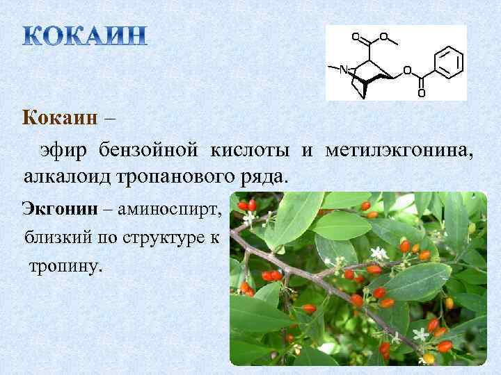 Кокаин – эфир бензойной кислоты и метилэкгонина, алкалоид тропанового ряда. Экгонин – аминоспирт, близкий