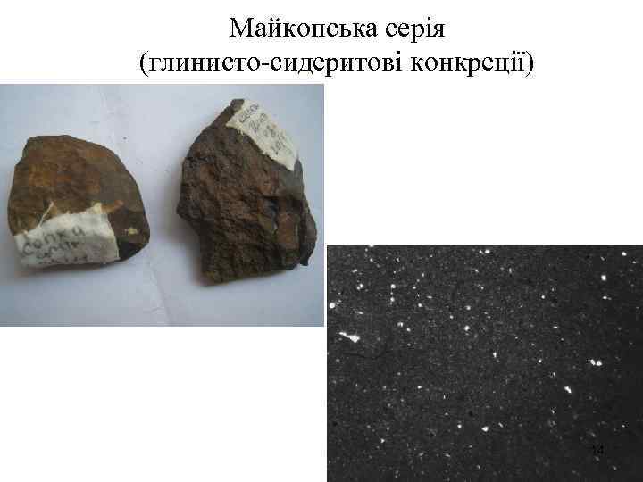 Майкопська серія (глинисто-сидеритові конкреції) 14 