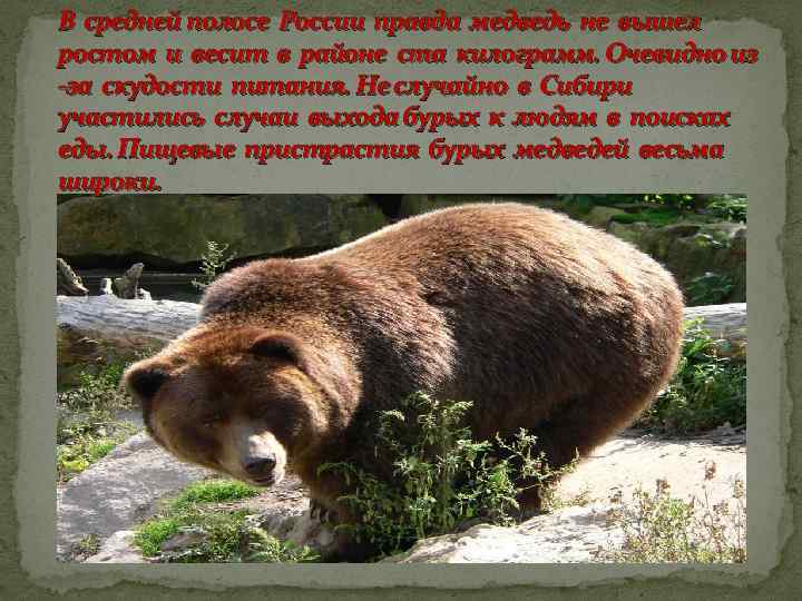 В средней полосе России правда медведь не вышел ростом и весит в районе ста