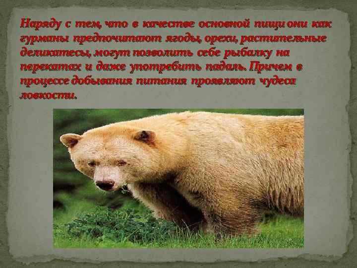 Наряду с тем, что в качестве основной пищи они как гурманы предпочитают ягоды, орехи,