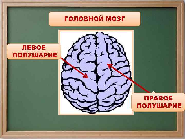 ГОЛОВНОЙ МОЗГ ЛЕВОЕ ПОЛУШАРИЕ ПРАВОЕ ПОЛУШАРИЕ 