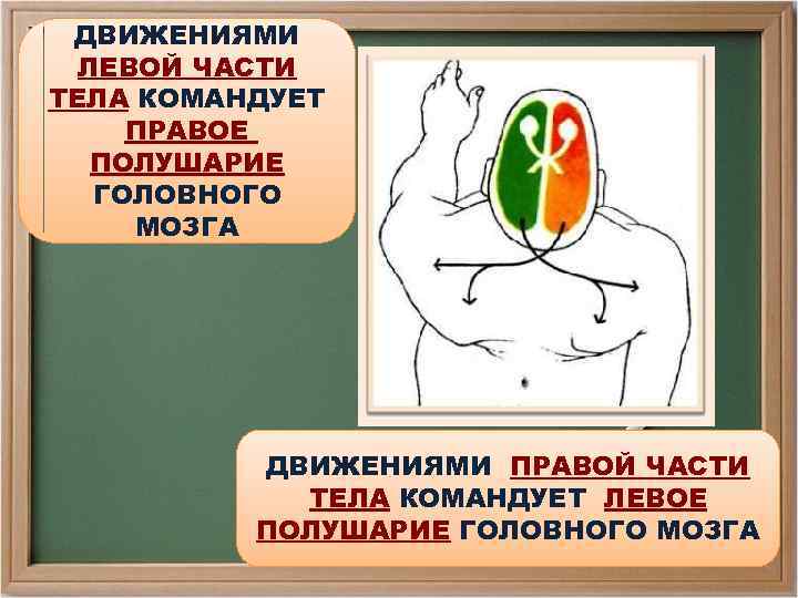 ДВИЖЕНИЯМИ ЛЕВОЙ ЧАСТИ ТЕЛА КОМАНДУЕТ ПРАВОЕ ПОЛУШАРИЕ ГОЛОВНОГО МОЗГА ДВИЖЕНИЯМИ ПРАВОЙ ЧАСТИ ТЕЛА КОМАНДУЕТ