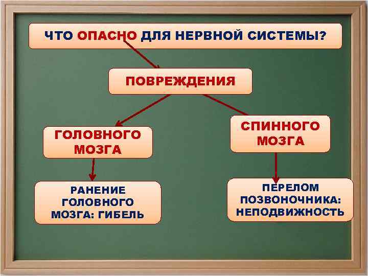 ЧТО ОПАСНО ДЛЯ НЕРВНОЙ СИСТЕМЫ? ПОВРЕЖДЕНИЯ ГОЛОВНОГО МОЗГА РАНЕНИЕ ГОЛОВНОГО МОЗГА: ГИБЕЛЬ СПИННОГО МОЗГА