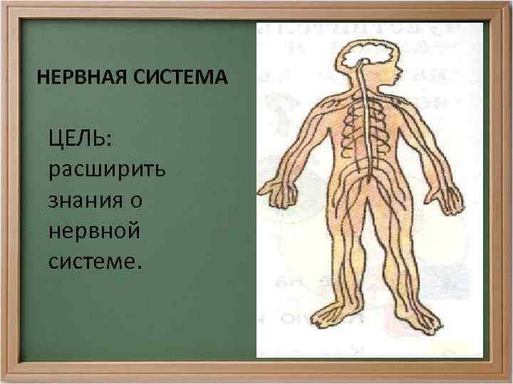 НЕРВНАЯ СИСТЕМА ЦЕЛЬ: расширить знания о нервной системе. 
