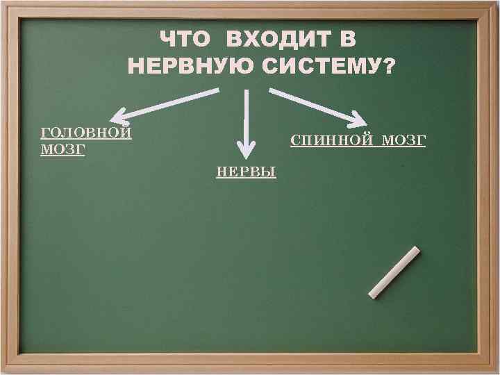 ЧТО ВХОДИТ В НЕРВНУЮ СИСТЕМУ? ГОЛОВНОЙ МОЗГ СПИННОЙ МОЗГ НЕРВЫ 