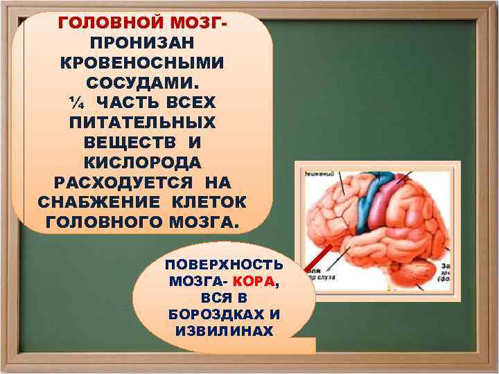 ГОЛОВНОЙ МОЗГПРОНИЗАН КРОВЕНОСНЫМИ СОСУДАМИ. ¼ ЧАСТЬ ВСЕХ ПИТАТЕЛЬНЫХ ВЕЩЕСТВ И КИСЛОРОДА РАСХОДУЕТСЯ НА СНАБЖЕНИЕ