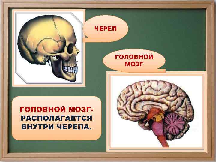 ЧЕРЕП ГОЛОВНОЙ МОЗГРАСПОЛАГАЕТСЯ ВНУТРИ ЧЕРЕПА. 
