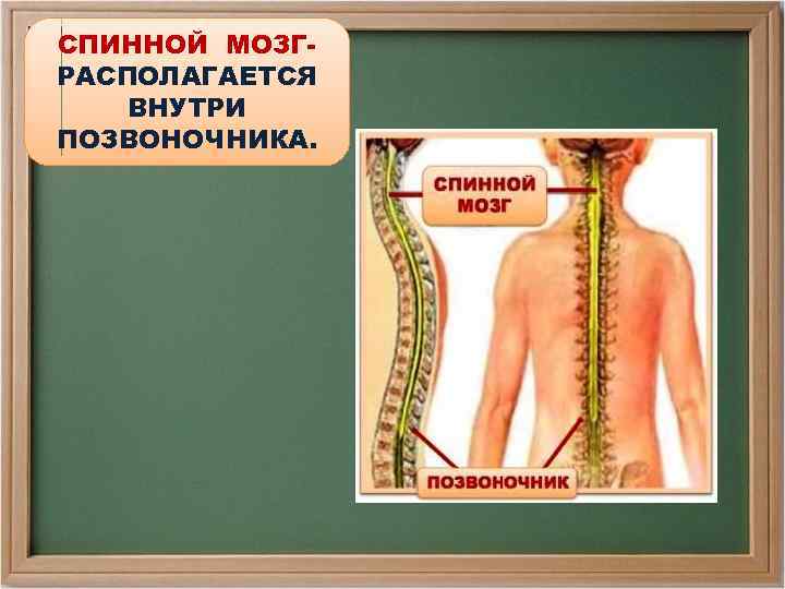 СПИННОЙ МОЗГРАСПОЛАГАЕТСЯ ВНУТРИ ПОЗВОНОЧНИКА. 