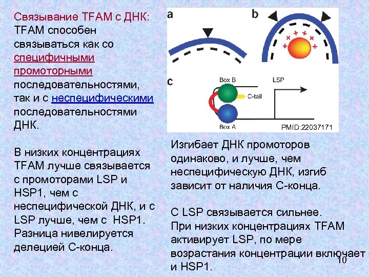 Днк 1. ДНК g1. ДНК 1 последовательность ауагццууагга. 13 Белков МТ ДНК.