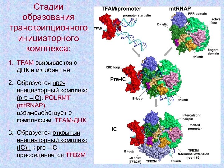 Комплекс днк. Преинициаторный комплекс РНК полимеразы. Образование инициаторного комплекса. Закрытый преинициаторный комплекс фосфорилирование РНК полимеразы. Комплекс пре-Бѐтцингера презентация.