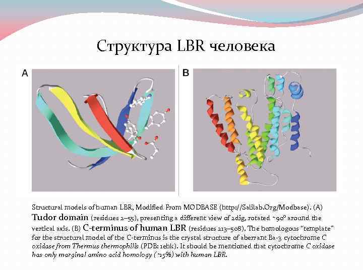 Структура LBR человека Structural models of human LBR, Modified From MODBASE (http: //Salilab. Org/Modbase).