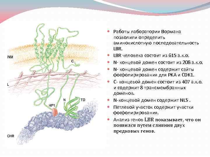  Работы лаборатории Вормана позволили определить аминокислотную последовательность LBR человека состоит из 615 а.
