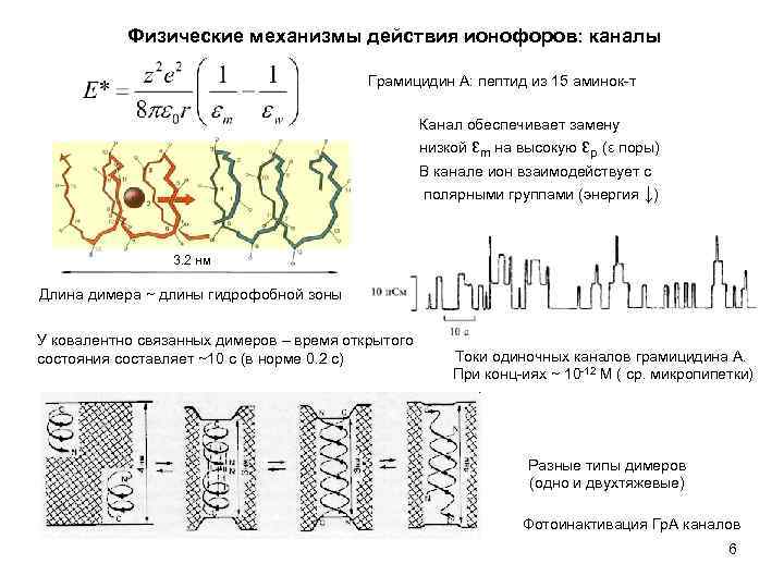 Физические механизмы действия ионофоров: каналы Грамицидин А: пептид из 15 аминок-т Канал обеспечивает замену