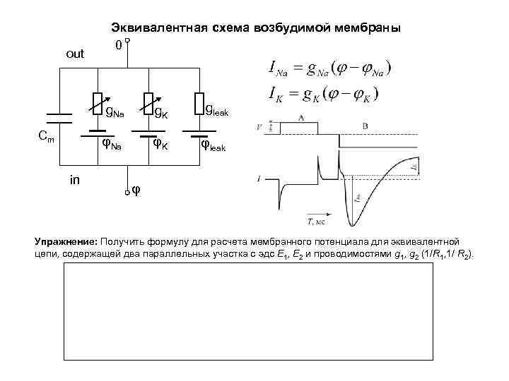 out Эквивалентная схема возбудимой мембраны 0 g. Na in gleak φNa Сm g. K