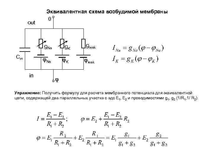 out Эквивалентная схема возбудимой мембраны 0 g. Na Сm g. K φNa in φK