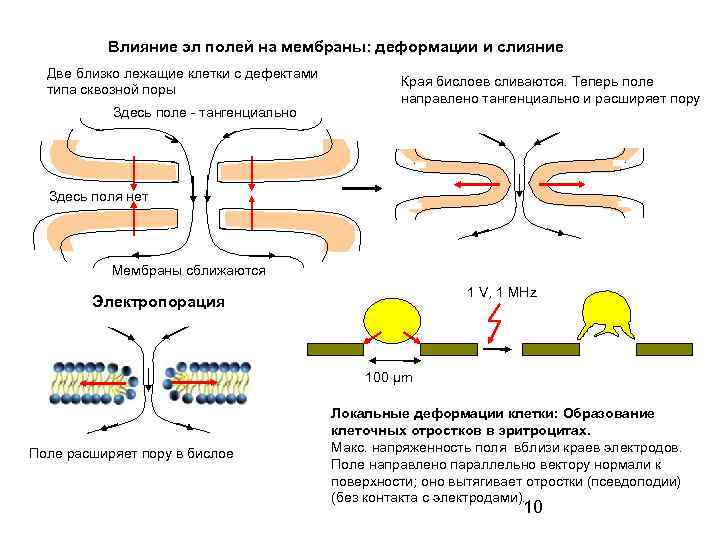 Влияние эл полей на мембраны: деформации и слияние Две близко лежащие клетки с дефектами
