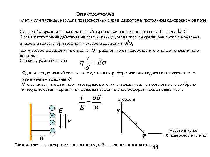 Электрофорез Клетки или частицы, несущие поверхностный заряд, движутся в постоянном однородном эл поле Сила,