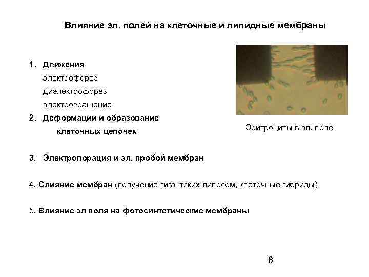 Влияние эл. полей на клеточные и липидные мембраны 1. Движения электрофорез диэлектрофорез электровращение 2.