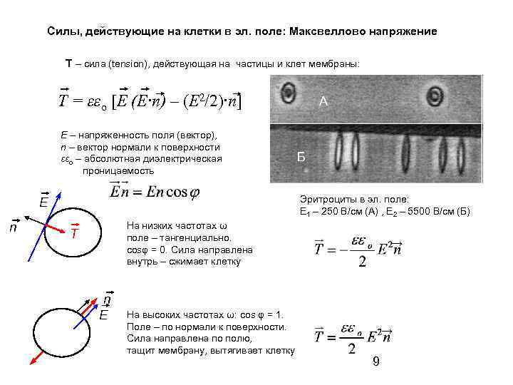 Силы, действующие на клетки в эл. поле: Максвеллово напряжение T – сила (tension), действующая