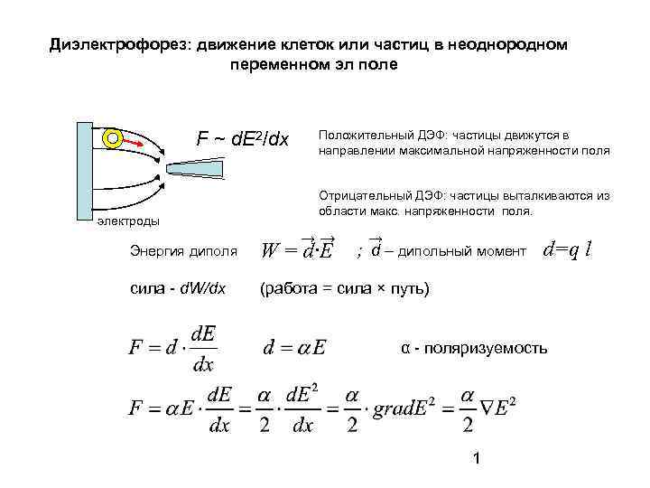 Диэлектрофорез: движение клеток или частиц в неоднородном переменном эл поле F ~ d. E