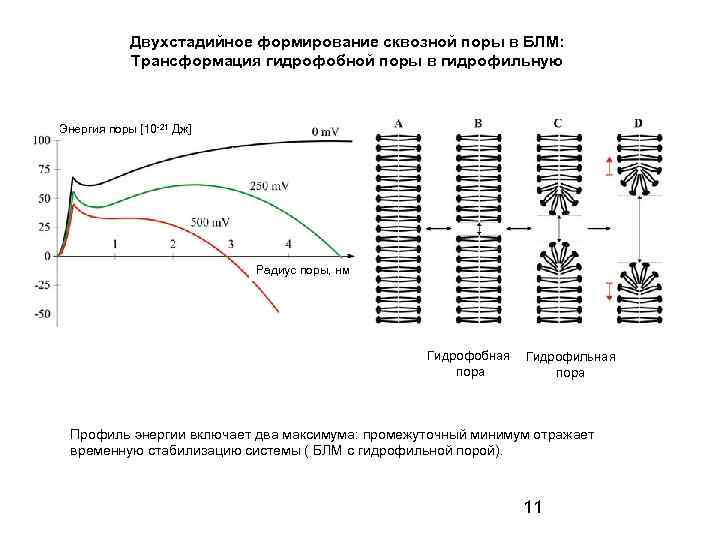 Двухстадийное формирование сквозной поры в БЛМ: Трансформация гидрофобной поры в гидрофильную Энергия поры [10