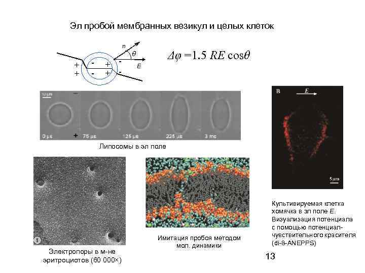 Эл пробой мембранных везикул и целых клеток n + + - Δφ =1. 5