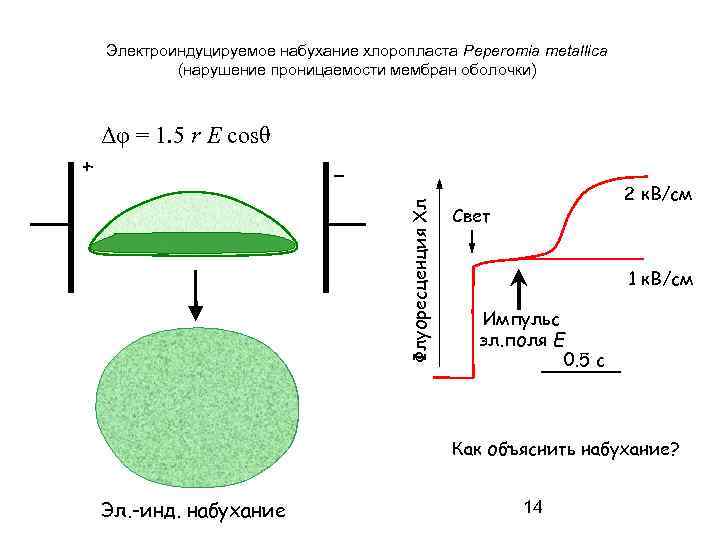 Электроиндуцируемое набухание хлоропласта Peperomia metallica (нарушение проницаемости мембран оболочки) − Флуоресценция Хл + Δφ