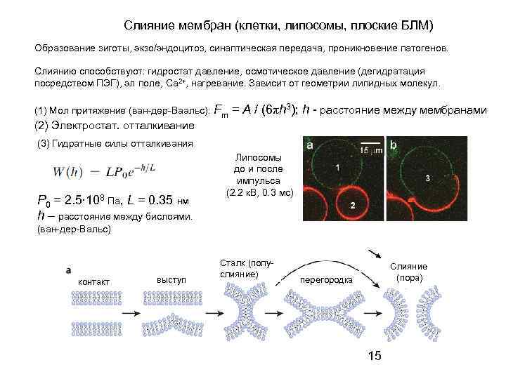 Слияние мембран (клетки, липосомы, плоские БЛМ) Образование зиготы, экзо/эндоцитоз, синаптическая передача, проникновение патогенов. Слиянию