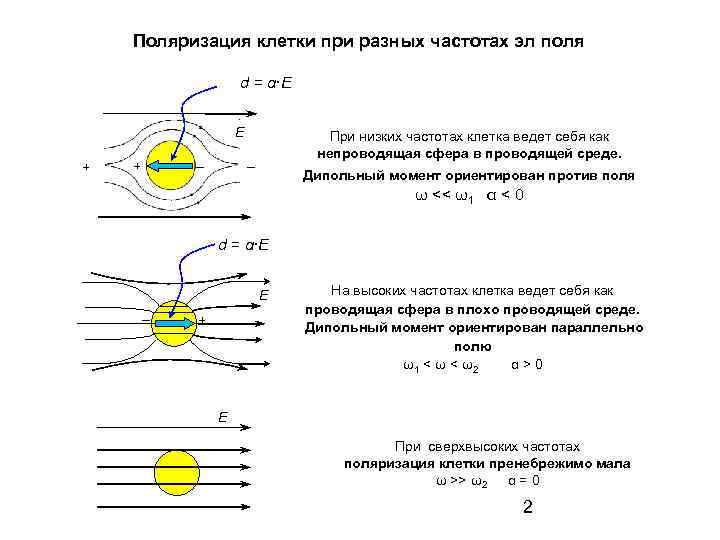 Поляризация клетки при разных частотах эл поля d = α∙E E + – +