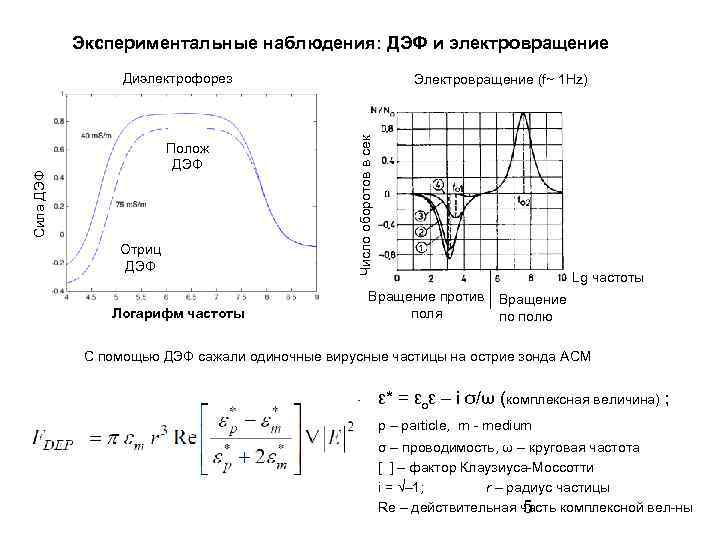 Экспериментальные наблюдения: ДЭФ и электровращение Диэлектрофорез Отриц ДЭФ Логарифм частоты Число оборотов в сек