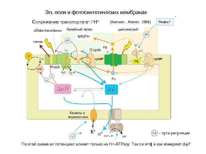 Эл. поля в фотосинтетических мембранах Сопряжение транспорта e– / Н+ «State transitions» (Avenson…Kramer, 2005)