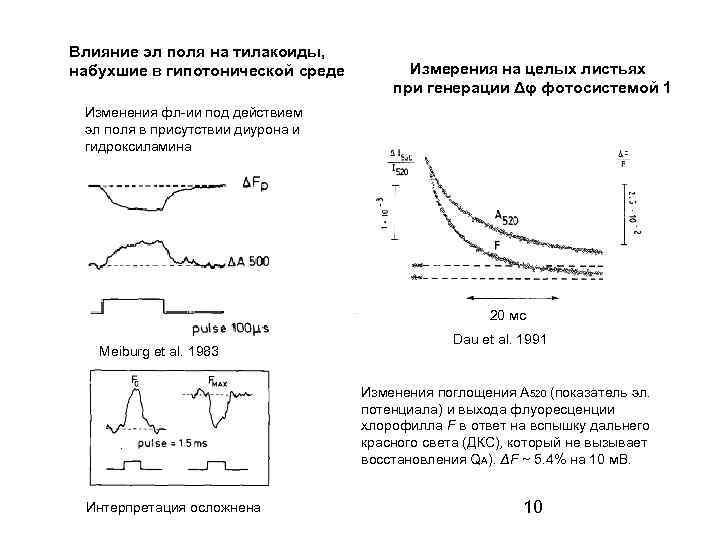 Влияние эл поля на тилакоиды, набухшие в гипотонической среде Измерения на целых листьях при