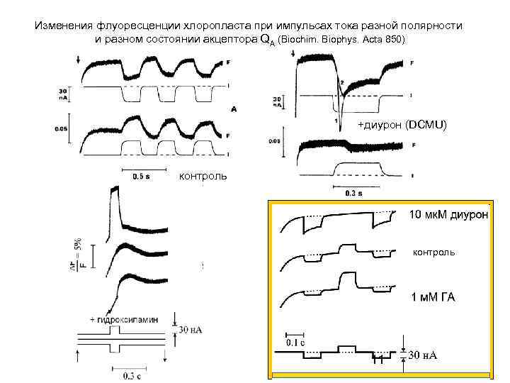 Изменения флуоресценции хлоропласта при импульсах тока разной полярности и разном состоянии акцептора QА (Biochim.