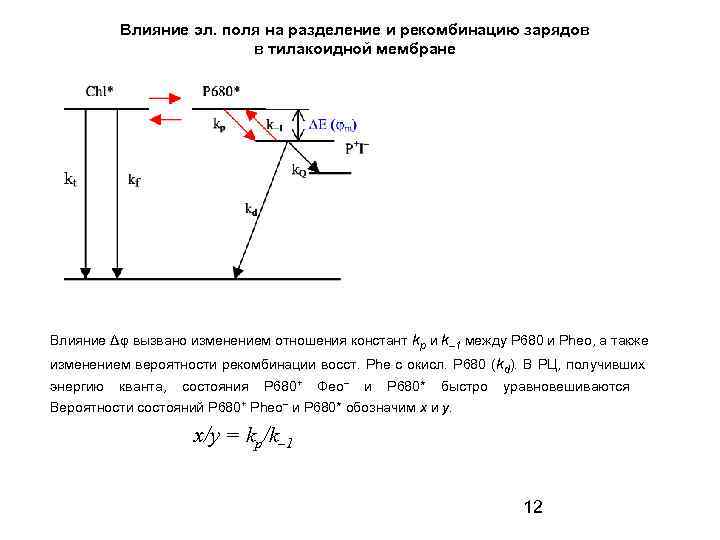 Влияние эл. поля на разделение и рекомбинацию зарядов в тилакоидной мембране Влияние Δφ вызвано