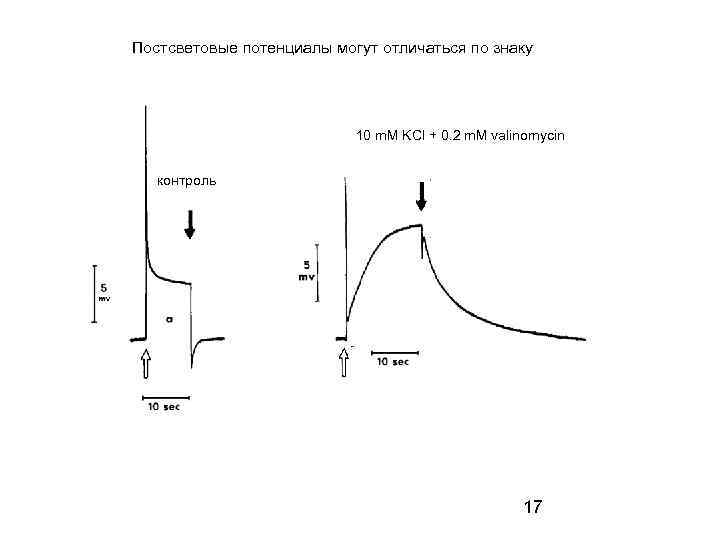 Постсветовые потенциалы могут отличаться по знаку 10 m. M KCl + 0. 2 m.