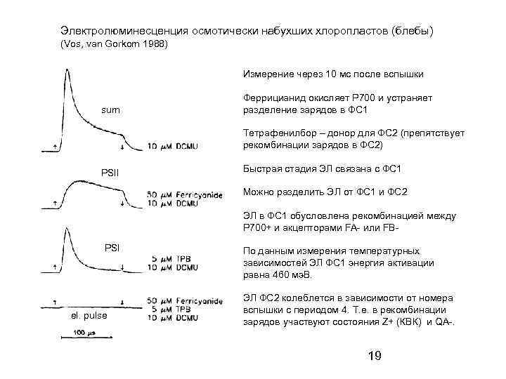 Электролюминесценция осмотически набухших хлоропластов (блебы) (Vos, van Gorkom 1988) Измерение через 10 мс после