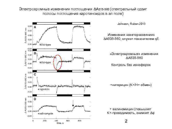 Электрохромные изменения поглощения ΔА 515 -560 (спектральный сдвиг полосы поглощения каротиноидов в эл поле)