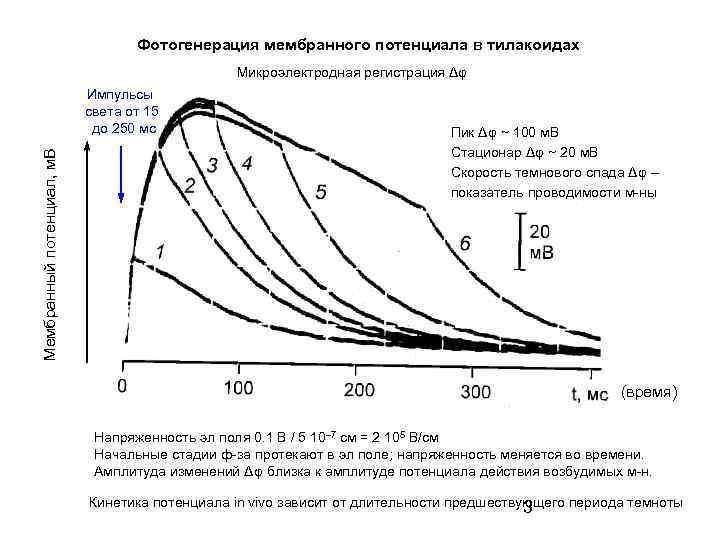 Фотогенерация мембранного потенциала в тилакоидах Микроэлектродная регистрация Δφ Мембранный потенциал, м. В Импульсы света