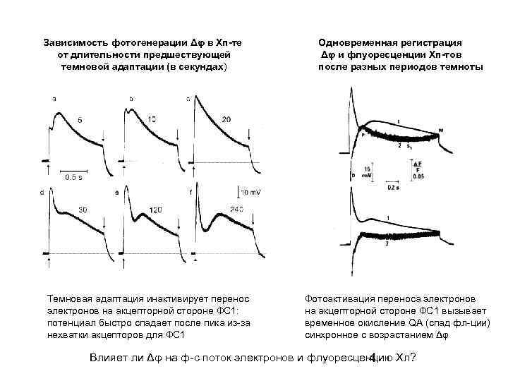 Зависимость фотогенерации Δφ в Хп-те от длительности предшествующей темновой адаптации (в секундах) Темновая адаптация