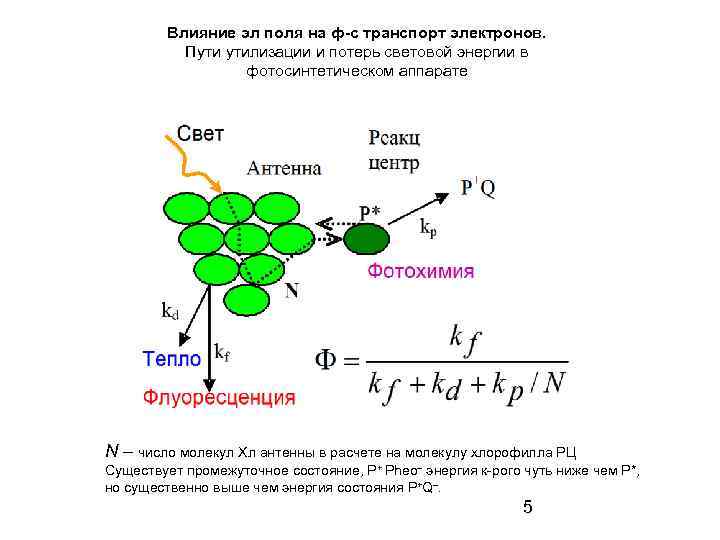 Влияние эл поля на ф-с транспорт электронов. Пути утилизации и потерь световой энергии в