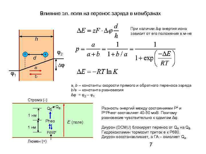 Влияние эл. поля на перенос заряда в мембранах При наличии Δφ энергия иона зависит