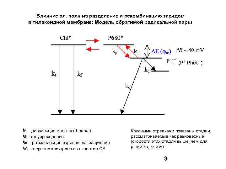 Влияние эл. поля на разделение и рекомбинацию зарядов в тилакоидной мембране: Модель обратимой радикальной