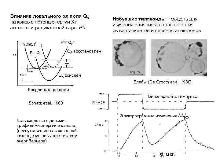 Влияние локального эл поля QA на кривые потенц энергии Хл антенны и радикальной пары