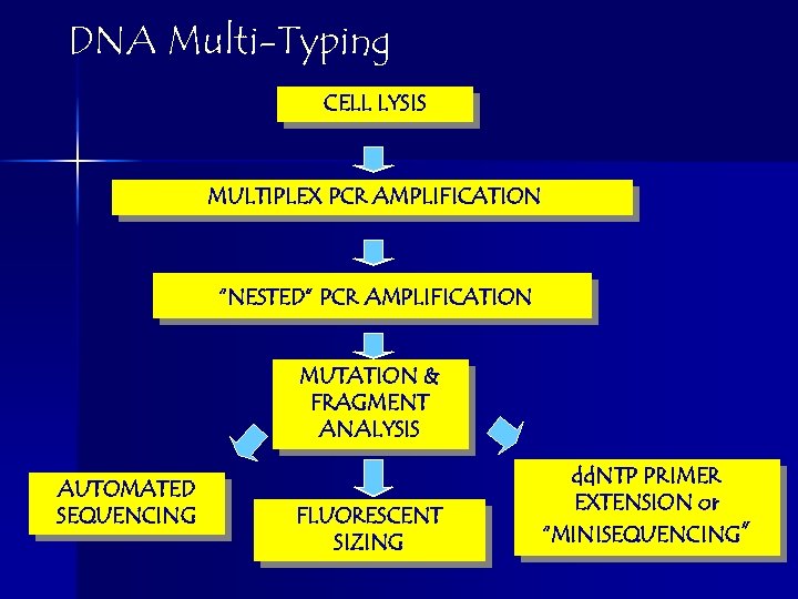 DNA Multi-Typing CELL LYSIS MULTIPLEX PCR AMPLIFICATION “NESTED” PCR AMPLIFICATION MUTATION & FRAGMENT ANALYSIS