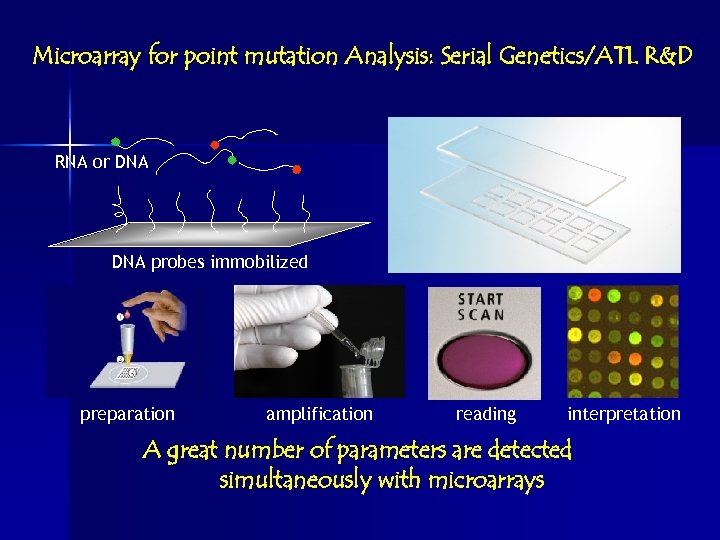 Microarray for point mutation Analysis: Serial Genetics/ATL R&D RNA or DNA probes immobilized preparation