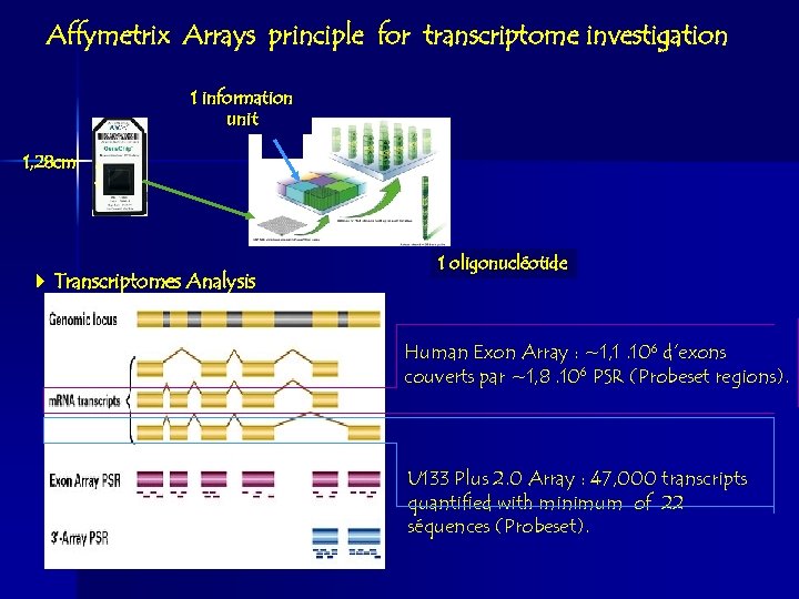 Affymetrix Arrays principle for transcriptome investigation 1 information unit 1, 28 cm Transcriptomes Analysis