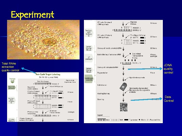 Experiment Total RNAs extraction quality control c. DNA quality control Données contrôlées Data Control