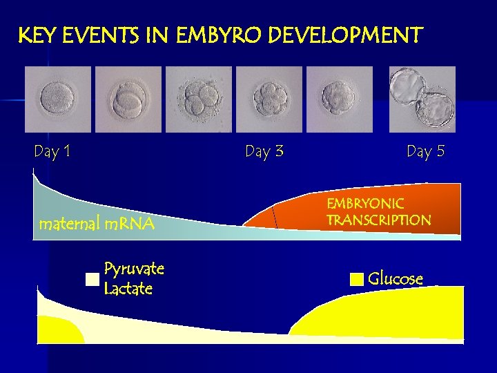 KEY EVENTS IN EMBYRO DEVELOPMENT Day 1 Day 3 maternal m. RNA Pyruvate Lactate