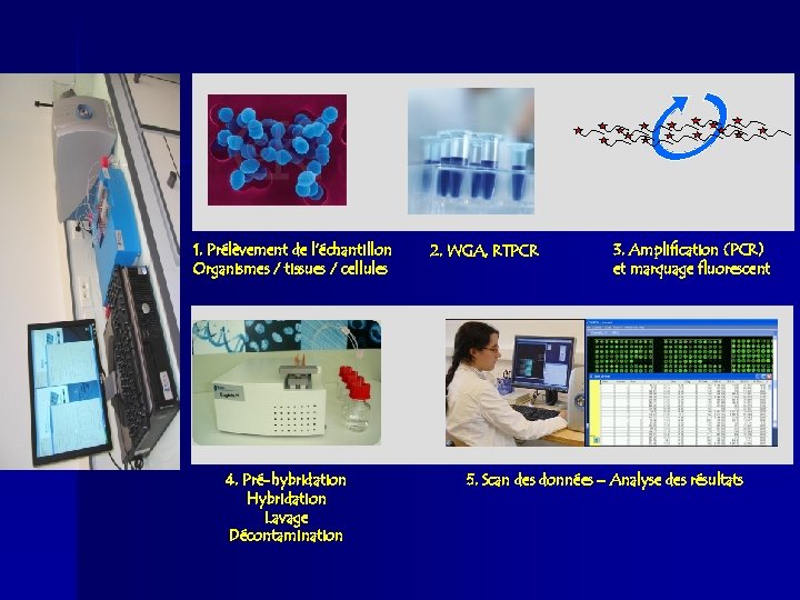 1. Prélèvement de l’échantillon Organismes / tissues / cellules 4. Pré-hybridation Hybridation Lavage Décontamination