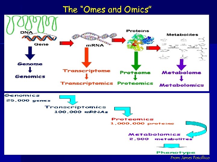 The “Omes and Omics” From James Poscillico 